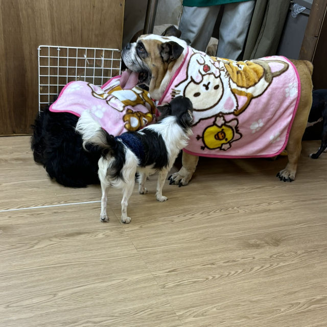 【大満足の触れ合い広場in本厚木】