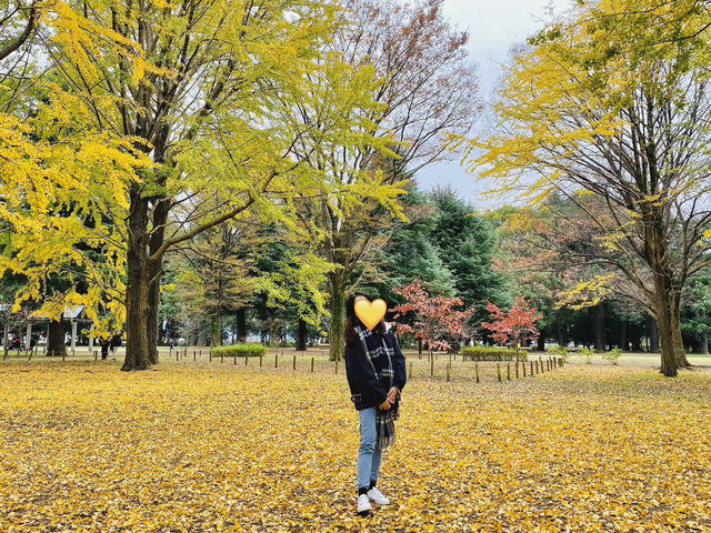 🇯🇵 東京市中心賞銀杏紅葉🍁
