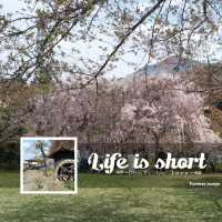 夢幻櫻花無敵景：西武羊山公園