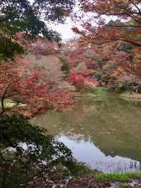 【豊後大野】密集する紅葉に感動✨紅葉の名所✨