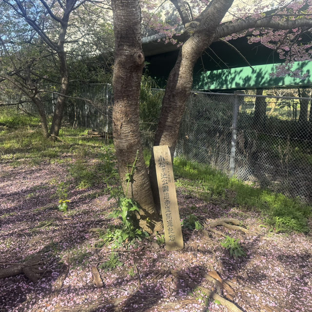 三浦海岸看櫻花