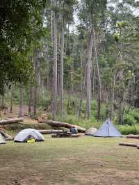 ดอยขุนตาลเดือนธันวา 🏕️🌿🌳✨