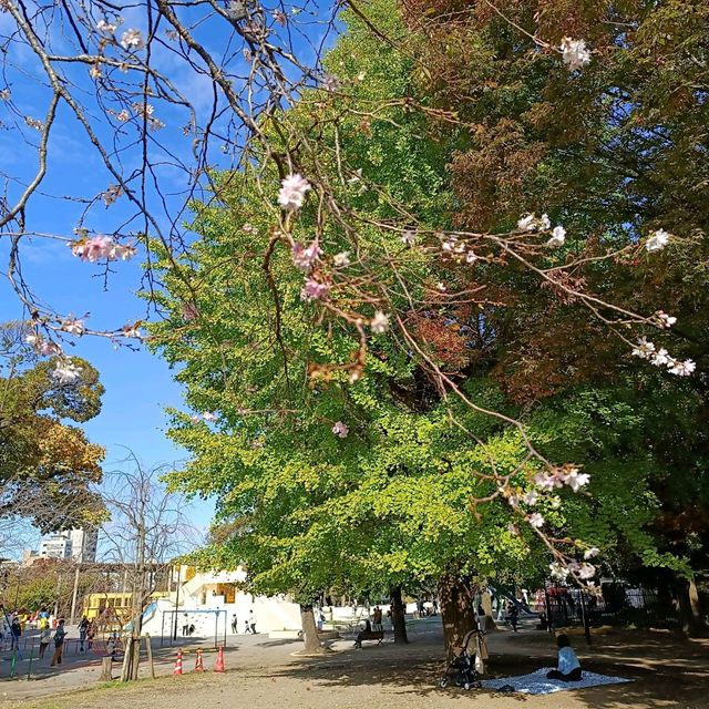 東京十月櫻：飛鳥山公園