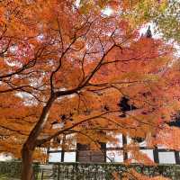 🍁京都楓紅的天花板「東福寺 通天橋」