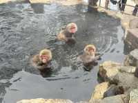 A Magical Encounter at Snow Monkey Park, Japan