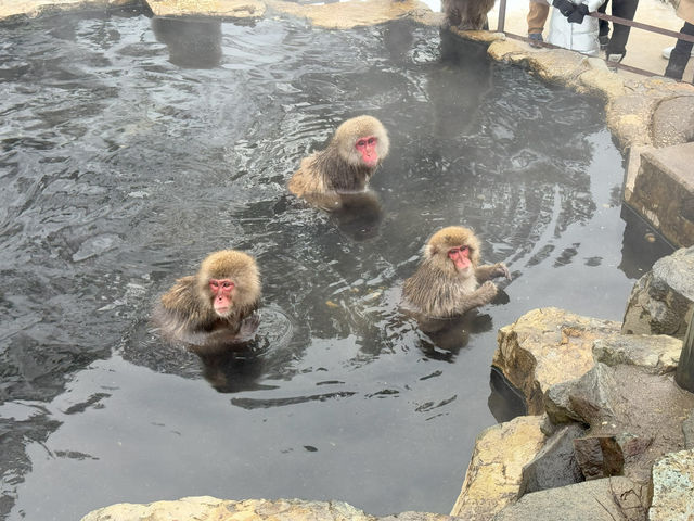 A Magical Encounter at Snow Monkey Park, Japan