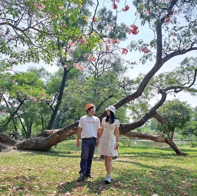 หนาวนี้ไปชมซากุระ 🌸 เมืองไทยกัน