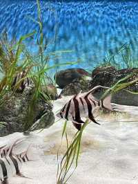 🇸🇬 S.E.A. Aquarium 🫧🪼🐠