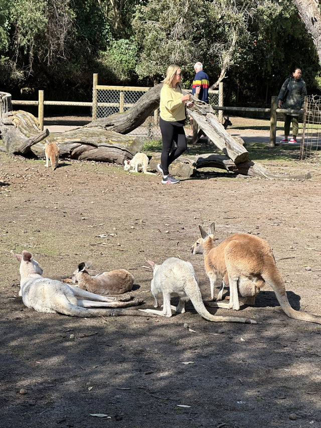 Must-visit places in Caversham Wildlife Park