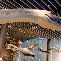 Natural History Museum - Shanghai