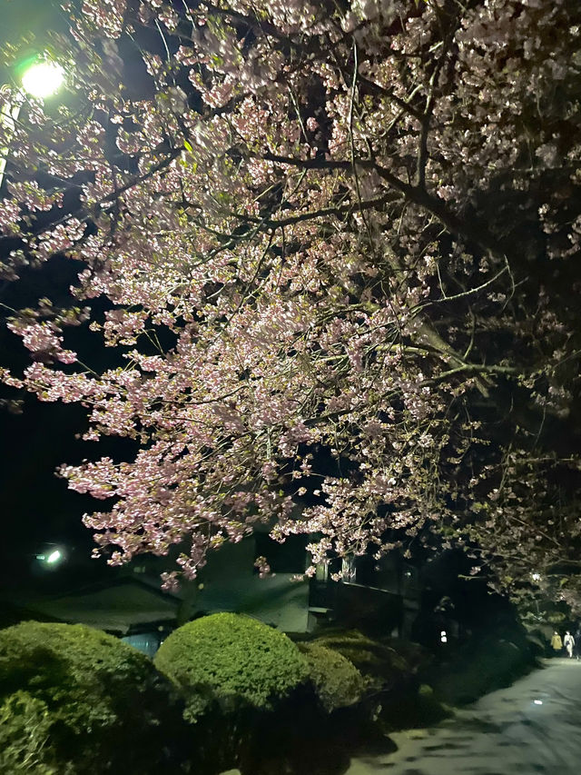 【伊豆×初春の旅】  夜に浮かび上がる河津桜  