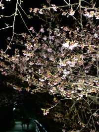 【伊豆×初春の旅】  夜に浮かび上がる河津桜  