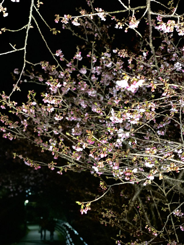 【伊豆×初春の旅】  夜に浮かび上がる河津桜  