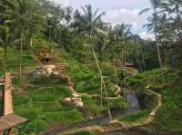 Swing into Serenity at Bali 