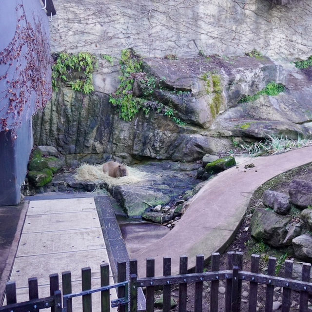 小朋友天地 - 塔龍加動物園 Taronga Zoo