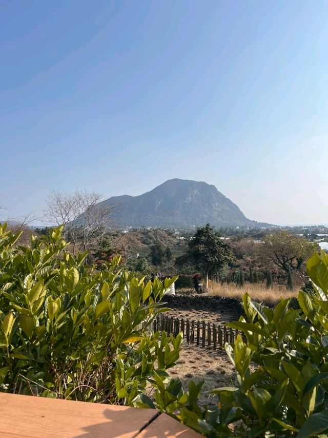 ✨️제주도 동백꽃 명소 🎈제주 마노르블랑 