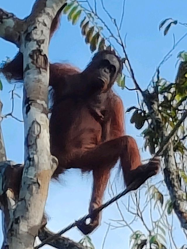 amazing Orang Utan