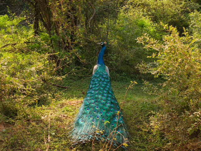 A Full-Day Safari in Yala National Park