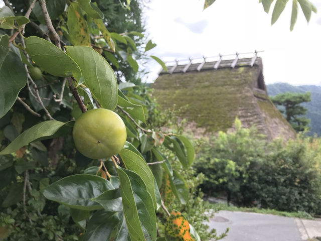 京都｜遺世獨立的美山町 京都小合掌村かやぶきの里