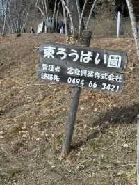 【埼玉県/秩父】見頃はこれから！天空のお花見