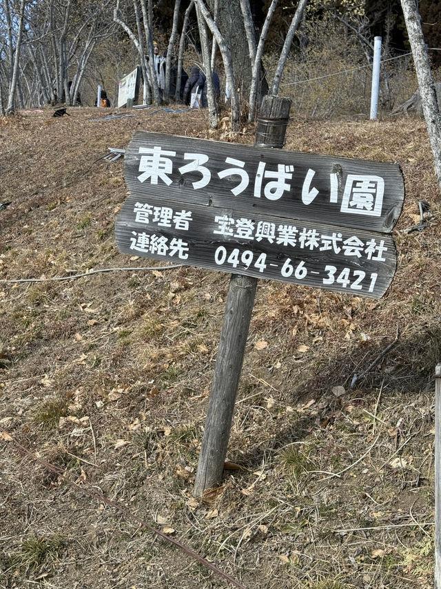 【埼玉県/秩父】見頃はこれから！天空のお花見
