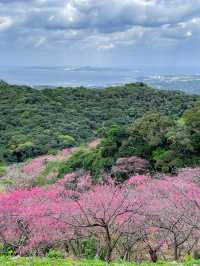 【沖縄】本部町 日本でいちばん早い桜まつりへ出掛けてみよう