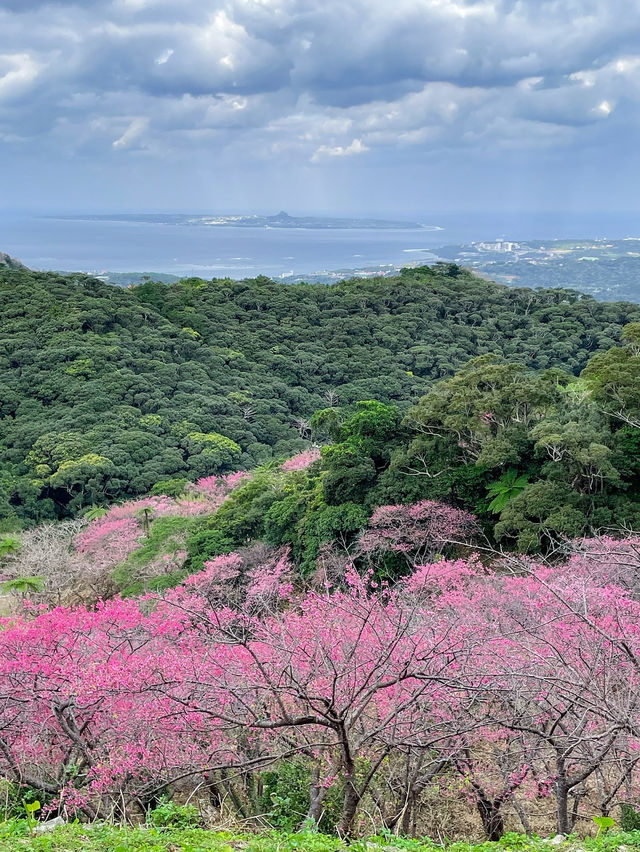 【沖縄】本部町 日本でいちばん早い桜まつりへ出掛けてみよう