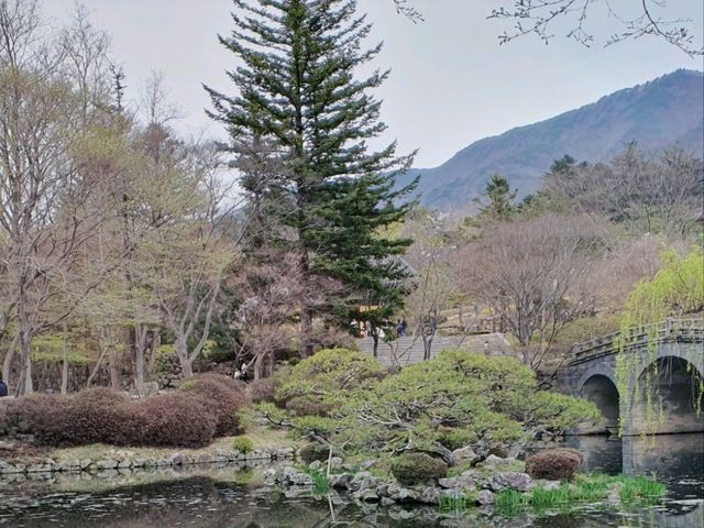 하얀 벚꽃이 동산 가득,세계문화유산 속으로🌸