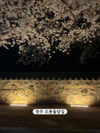 한달뒤면 벚꽃을 볼 수 있습니다!-부산 벚꽃명소