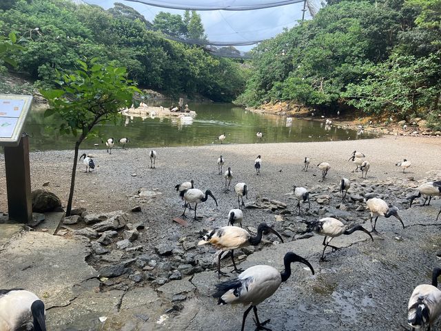 可愛的動物園，必坐小火車
