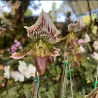 ～微微閃耀～查勒拉花園～