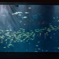 【香川】四国の海を体感！四国水族館🐠🌊