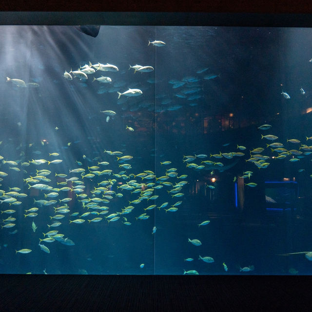 【香川】四国の海を体感！四国水族館🐠🌊
