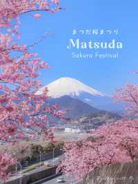 🌸 Matsuda Sakura Festival 🌸