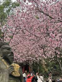 內湖 碧山巖 清風亭 櫻花隧道