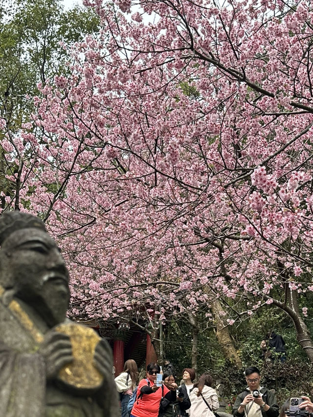 內湖 碧山巖 清風亭 櫻花隧道