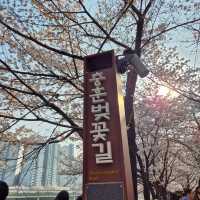 산책하며 벚꽃보기 좋은 충훈벚꽃길