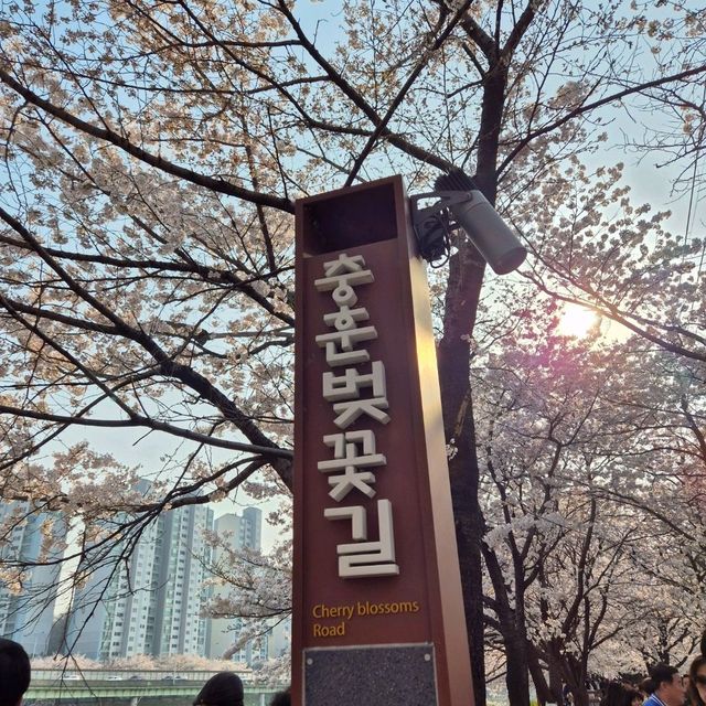 산책하며 벚꽃보기 좋은 충훈벚꽃길