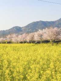 벚꽃 시즌 가야할 남해 여행코스 🌸💛 