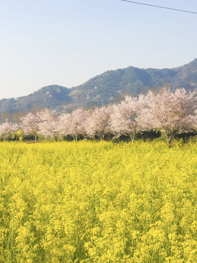 벚꽃 시즌 가야할 남해 여행코스 🌸💛 