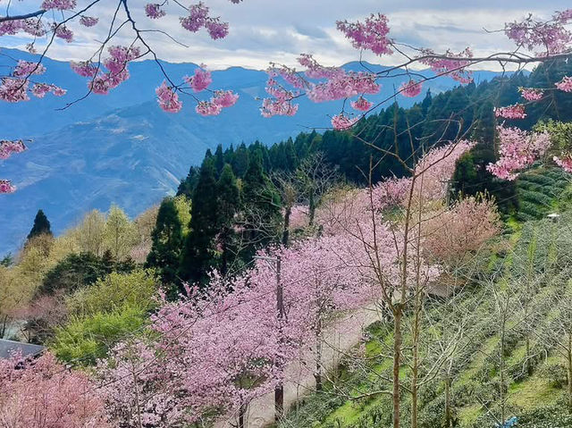 山上人家櫻花美景