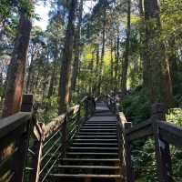 阿里山賞櫻秘境：石棹櫻之道、隙頂二延平步道