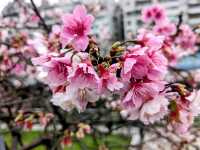 東湖康樂公園，搭捷運輕鬆賞櫻趣！