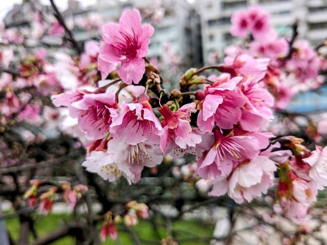 東湖康樂公園，搭捷運輕鬆賞櫻趣！