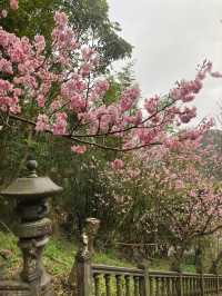 碧山巖櫻花步道賞櫻美景