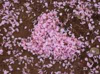 Spring at Bulguksa: Beyond Cherry Blossoms 🌸