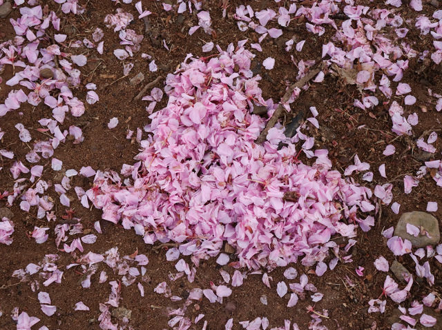 Spring at Bulguksa: Beyond Cherry Blossoms 🌸