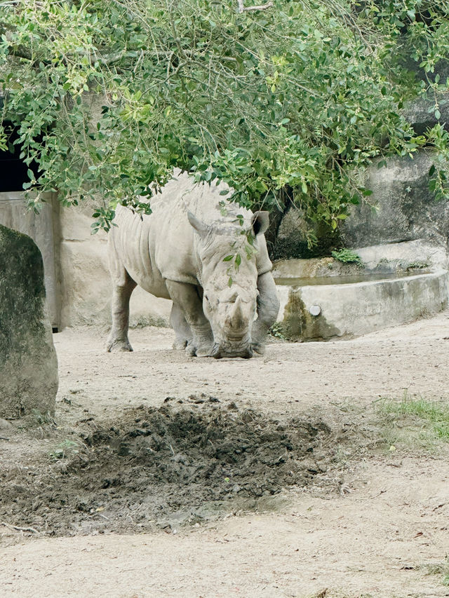 臺北市動物園🐾大人小朋友都啱玩地方