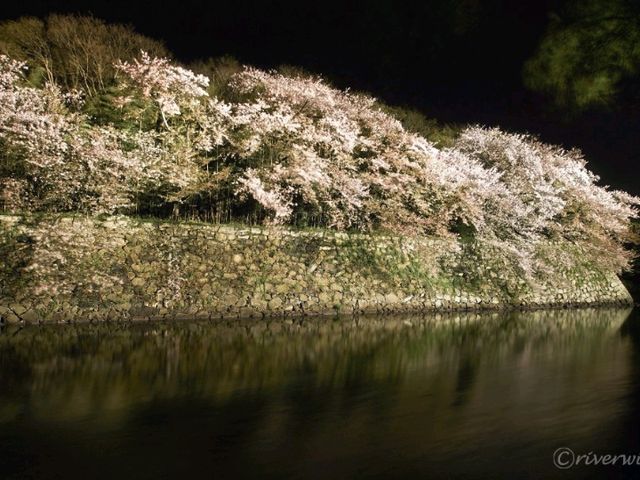 【滋賀県】夜桜に照らされた神秘的な彦根城