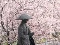 【埼玉県】埼玉でここだけ！熊谷桜が見られる「石上寺」